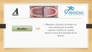 A
• (Dentaria o alveolar). Se refiere a la
curva descrita por el maxilar
superior e inferior en su parte
interna al nivel de la inserción de los
dientes.
Arcadas.-
 