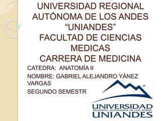 UNIVERSIDAD REGIONAL
AUTÓNOMA DE LOS ANDES
“UNIANDES”
FACULTAD DE CIENCIAS
MEDICAS
CARRERA DE MEDICINA
CATEDRA: ANATOMÍA II
NOMBRE: GABRIEL ALEJANDRO YÁNEZ
VARGAS
SEGUNDO SEMESTRE
 