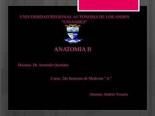 UNIVERSIDAD REGIONAL AUTÓNOMA DE LOS ANDES
"UNIANDES"
ANATOMIA II
Docente: Dr. Armando Quintana
Curso: 2do Semestre de Medicina " A "
Alumna: Andrea Vizuete
 