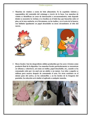  Manchas de vómitos o restos de bolo alimenticio: Es la expulsión violenta y
espasmódica del contenido del estómago a través de la boca. Las manchas de
vómito se identifican en casos de intoxicación o envenenamientos, todo depende
donde se encuentre la víctima; si se localiza en el baño hay que buscarlas sobre el
piso, en la taza sanitaria, en el lavamanos, en las toallas y en el cesto de la basura;
son halladas igualmente en papel desechable en áreas circundantes al sitio del
suceso.
 Heces fecales: Son los desperdicios sólidos producidos por los seres vivientes como
producto final de la digestión. Las manchas fecales particularmente se encuentran
en sábanas y cobertores, así como en toallas, papel desechable, etc., cuando se ha
consumado coito por vía anal con un adulto o un menor. Las telas y papeles se
utilizan para asearse después de consumado el acto. En otras ocasiones en el
mismo pene del activo, en los calzoncillos y en los bordes de la bragueta del
pantalón. Su colección será similar al aplicado a cualquier mancha.
Fluidos orgánicos
 