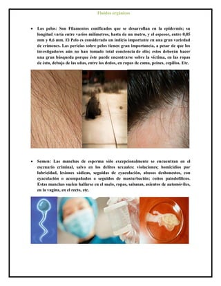  Los pelos: Son Filamentos conificados que se desarrollan en la epidermis; su
longitud varía entre varios milímetros, hasta de un metro, y el espesor, entre 0,05
mm y 0,6 mm. El Pelo es considerado un indicio importante en una gran variedad
de crímenes. Las pericias sobre pelos tienen gran importancia, a pesar de que los
investigadores aún no han tomado total conciencia de ello; estos deberán hacer
una gran búsqueda porque éste puede encontrarse sobre la víctima, en las ropas
de ésta, debajo de las uñas, entre los dedos, en ropas de cama, peines, cepillos. Etc.
 Semen: Las manchas de esperma sólo excepcionalmente se encuentran en el
escenario criminal, salvo en los delitos sexuales: violaciones; homicidios por
lubricidad, lesiones sádicas, seguidas de eyaculación, abusos deshonestos, con
eyaculación o acompañados o seguidos de masturbación; coitos paindofilicos.
Estas manchas suelen hallarse en el suelo, ropas, sabanas, asientos de automóviles,
en la vagina, en el recto, etc.
Fluidos orgánicos
 