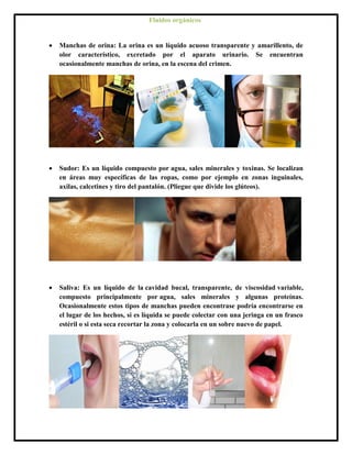  Manchas de orina: La orina es un líquido acuoso transparente y amarillento, de
olor característico, excretado por el aparato urinario. Se encuentran
ocasionalmente manchas de orina, en la escena del crimen.
 Sudor: Es un líquido compuesto por agua, sales minerales y toxinas. Se localizan
en áreas muy específicas de las ropas, como por ejemplo en zonas inguinales,
axilas, calcetines y tiro del pantalón. (Pliegue que divide los glúteos).
 Saliva: Es un líquido de la cavidad bucal, transparente, de viscosidad variable,
compuesto principalmente por agua, sales minerales y algunas proteínas.
Ocasionalmente estos tipos de manchas pueden encontrase podría encontrarse en
el lugar de los hechos, si es líquida se puede colectar con una jeringa en un frasco
estéril o si esta seca recortar la zona y colocarla en un sobre nuevo de papel.
Fluidos orgánicos
 