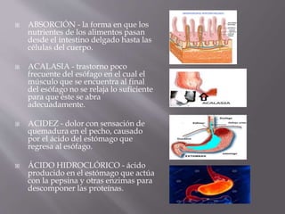  ABSORCIÓN - la forma en que los
nutrientes de los alimentos pasan
desde el intestino delgado hasta las
células del cuerpo.
 ACALASIA - trastorno poco
frecuente del esófago en el cual el
músculo que se encuentra al final
del esófago no se relaja lo suficiente
para que éste se abra
adecuadamente.
 ACIDEZ - dolor con sensación de
quemadura en el pecho, causado
por el ácido del estómago que
regresa al esófago.
 ÁCIDO HIDROCLÓRICO - ácido
producido en el estómago que actúa
con la pepsina y otras enzimas para
descomponer las proteínas.
 