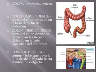 COLON - intestino grueso.
 COLON ASCENDENTE -
parte del colon ubicada en
el lado derecho del
abdomen
 COLON DESCENDENTE -
parte del colon donde se
almacenan las heces.
Ubicado en el lado
izquierdo del abdomen.
 CONDUCTO BILIAR
común - tubo que lleva la
bilis desde el hígado hasta
el intestino delgado.
 