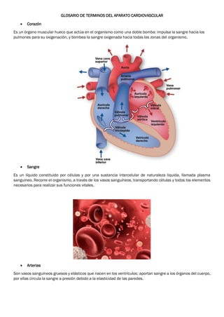 GLOSARIO DE TERMINOS DEL APARATO CARDIOVASCULAR
 Corazón
Es un órgano muscular hueco que actúa en el organismo como una doble bomba: impulsa la sangre hacia los
pulmones para su oxigenación, y bombea la sangre oxigenada hacia todas las zonas del organismo.
 Sangre
Es un líquido constituido por células y por una sustancia intercelular de naturaleza liquida, llamada plasma
sanguíneo. Recorre el organismo, a través de los vasos sanguíneos, transportando células y todos los elementos
necesarios para realizar sus funciones vitales.
 Arterias
Son vasos sanguíneos gruesos y elásticos que nacen en los ventrículos; aportan sangre a los órganos del cuerpo,
por ellas circula la sangre a presión debido a la elasticidad de las paredes.
 