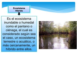 Es el ecosistema
inundable o humedal
como el pantano o
ciénaga, el cual es
considerado según sea
el caso, un ecosistema
terrestre o acuático, o
más cercanamente, un
híbrido entre ellos.
Ecosistema
Hibrido
 