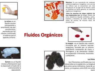 Fluidos Orgánicos
Manchas: Es una maculación de cualquier
sustancia orgánica o inorgánica, y es uno de
los indicios que se encuentran con más
frecuencias en el lugar de los hechos. Estas
se clasifican en forma general, en manchas
orgánicas e inorgánicas.
Entre las manchas de origen orgánico las
mas importantes son: de sangre, semen, de
orina obstetricia (liquido amniótico, vemix,
caseosa y meconio), de sudor, fecales de
saliva, de vomito, de mucosa nasal, de
cerumen, etc.
La sangre: es un líquido rojo, espeso
circulante por el sistema vascular
sanguíneo, formado por un plasma
amarillento compuesto de suero y
fifrinógeno y de elementos sólidos
en suspensión: Eritrocitos, leucocitos
y plaquetas.
La orina: es un
líquido acuoso
transparente y
amarillento, de olor
característico,
excretado por los
riñones y eliminado
al exterior por el
aparato urinario.
Los Pelos
Son Filamentos conificados qu.e se
desarrollan en la epidermis; su longitud
varía entre varios milímetros, hasta de un
metro, y el espesor, entre 0,05 mm y 0,6
mm.l
Semen: es un líquido
viscoso y blanquecino que
es expulsado a través de la
uretra durante la
eyaculación.
 