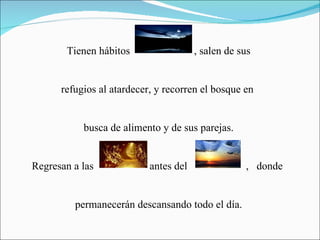 Tienen hábitos  , salen de sus refugios al atardecer, y recorren el bosque en  busca de alimento y de sus parejas. Regresan a las  antes del  ,  donde  permanecerán descansando todo el día. 