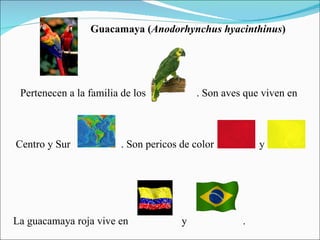 Guacamaya ( Anodorhynchus hyacinthinus ) Pertenecen a la familia de los  . Son aves que viven en Centro y Sur  . Son pericos de color  y  La guacamaya roja vive en  y  . 