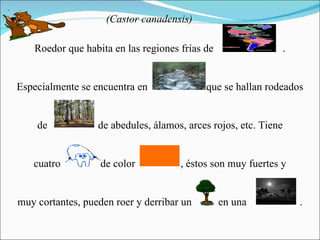 Roedor que habita en las regiones frías de  .  Especialmente se encuentra en  que se hallan rodeados  de  de abedules, álamos, arces rojos, etc. Tiene  cuatro  de color  , éstos son muy fuertes y  muy cortantes, pueden roer y derribar un  en una  .  (Castor canadensis) 