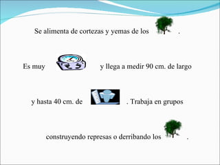 Se alimenta de cortezas y yemas de los  .  Es muy  y llega a medir 90 cm. de largo  y hasta 40 cm. de  . Trabaja en grupos  construyendo represas o derribando los  . 
