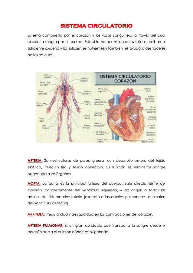 Glosario Sistema Circulatorio