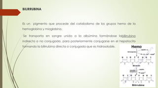 BILIRRUBINA
Es un pigmento que procede del catabolismo de los grupos hemo de la
hemoglobina y mioglobina.
Se transporta en sangre unida a la albúmina formándose labilirrubina
indirecta o no conjugada, para posteriormente conjugarse en el hepatocito
formando la bilirrubina directa o conjugada que es hidrosoluble.
 