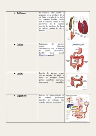 Glosario Sistema Digestivo | DOCX