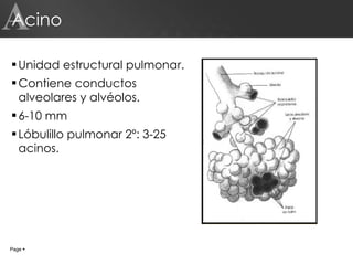 Acino Unidad estructural pulmonar. Contiene conductos alveolares y alvéolos. 6-10 mm Lóbulillo pulmonar 2º: 3-25 acinos. A Page     