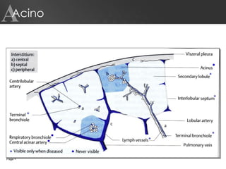 Acino A Page     