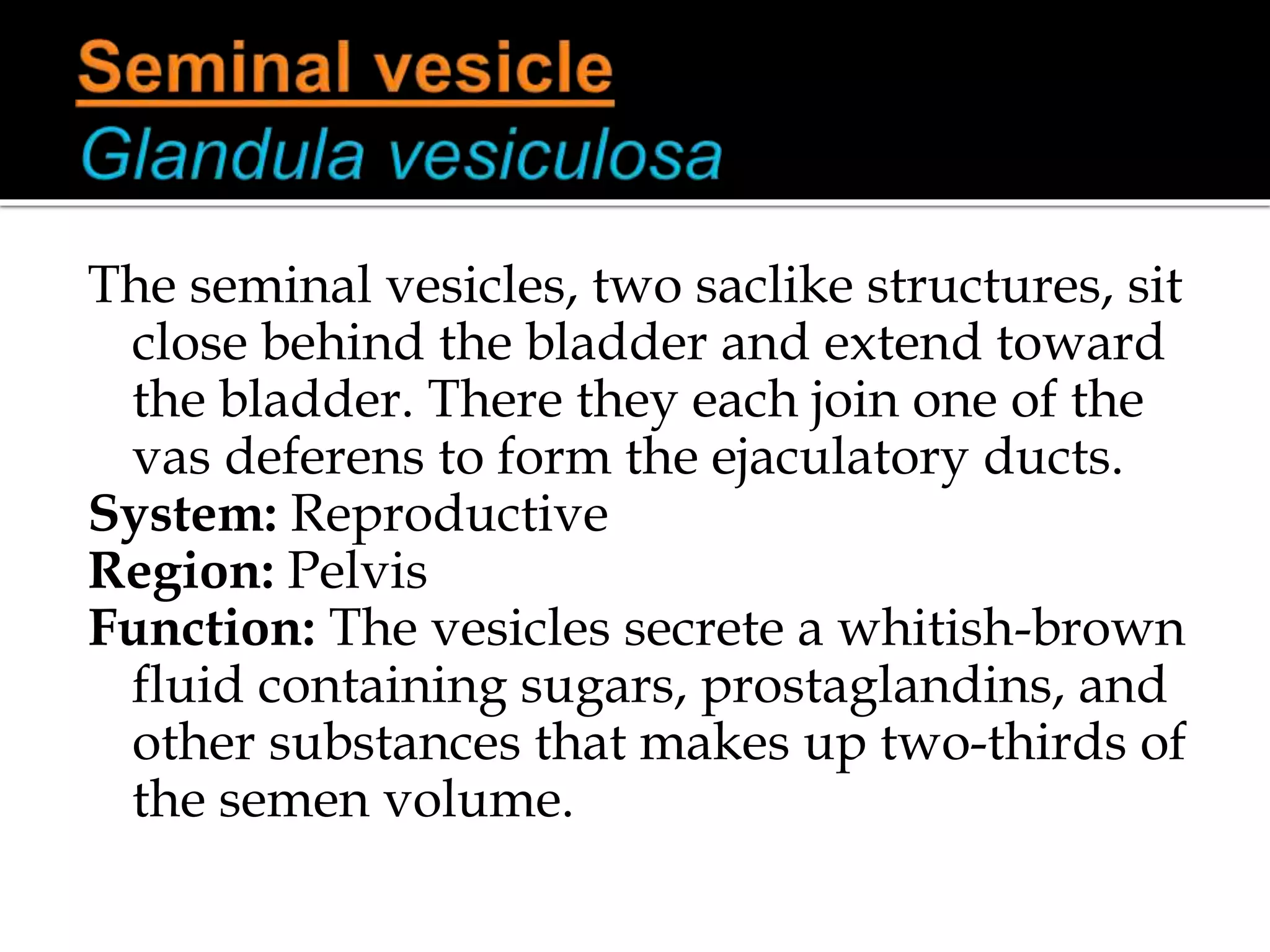 Glossary in Reproductive system | PPT