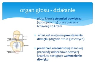 organ głosu - działanie
      płuca kierują strumień powietrza
       (500-3500 cm3) przez oskrzela i
       tchawicę do ...