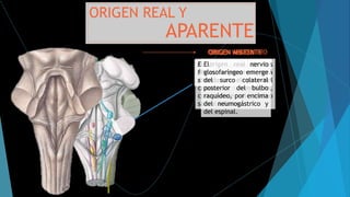ORIGEN REAL Y
APARENTE
Parte superior del
núcleo ambiguo situado
en el bulbo raquídeo
ORIGEN MOTORORIGEN VEGETATIVO
El origen real de las
fibras vegetativas está
situado en el piso del
cuarto ventrículo,
corresponde al núcleo
salival inferior.
ORIGEN APARENTE
El nervio
glosofaríngeo emerge
del surco colateral
posterior del bulbo
raquídeo, por encima
del neumogástrico y
del espinal.
 