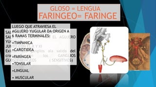 GLOSO = LENGUA
FARINGEO= FARINGE
SALE DEL BULBO RAQUIDEO
SALE DEL CRANEO POR EL AGUJERO
YUGULAR
JUNTO CON EL X Y XI
Existen dos ganglios ala salida del
craneo son los GANGLIOS
GLOSOFARINGEOS ( SENSITIVOS)
LUEGO QUE ATRAVIESA EL
AGUJERO YUGULAR DA ORIGEN A
6 RAMAS TERMINALES:
•TIMPANICA
•CAROTIDEA
•FARÍNGEA
•TONSILAR
•LINGUAL
• MUSCULAR
 