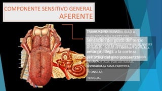 COMPONENTE SENSITIVO GENERAL
AFERENTE
TRANSPORTA SENSIBILIDAD A
UNA PEQUEÑA PARTE DEL
OIDO EXTERNO
TAMBIEN SENSIBILIDAD
• TERCIO POSTERIOR DE LA LENGUA
•FARINGE: QUE INCLUYE:
• PALADAR BLANDO
•AMIGDALA
TRANSPORTADA POR LAS RAMAS
FARINGEAS
•TONSILAR
•LINGUAL
FUNCIONAN A NIVEL SUBCONCIENTE
EN EL CUERPO CAROTIDEO CONTROLAN LOS NIVELES
DE OXIGENO, DIOXIDO DE CARBONO Y EL PH EN LA
SANGRE CIRCULANTE
EN EL SENO CAROTIDEO CONTROLA LA PRESIÓN
ARTERIAL
SE ENCARGA LA RAMA CAROTIDEA
Sensación del gusto del tercio
posterior de la lengua ( acido y
amargo) llega a la corteza
sensitiva del giro poscentral
 