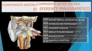 COMPONENTE MOTOR BRANQUIAL
EFERENTE
CORTEZA MOTORA
PASA AL NUCLEO AMBIGUO EN EL BULBO
SALE DEL CRANEO POR EL FORAMEN YUGULAR
DESCIENDE POR LA APOFICIS ESTILOIDES
INERVA EL MUSCULO ESTILOFARINGEO EL CUAL
ELEVA LA FARINGE DURANTE LA DEGLUCIÓN Y
EL HABLA
COMPONENTE MOTOR VISCERAL
EFERENTE PARASIMPATICO
NUCLEO SALIVAL INFERIOR DEL BULBO
ESTIMULOS DEL HIPOTALAMO
FORAMEN YUGULAR
NERVIO PETROSO MENOR
GANGLIO OTICO
GLANDULA PARÓTIDA
 