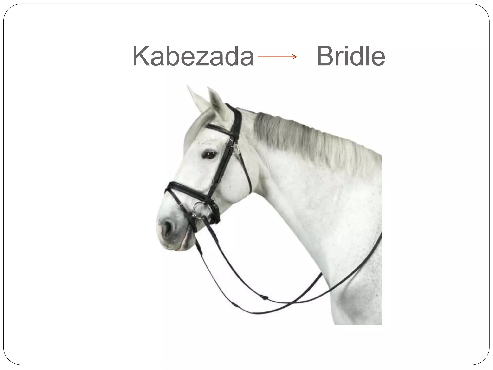 Horse Riding Glossary PPT horse-riding-glossary-ppt