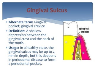  Alternate term: Gingival
pocket; gingival crevice
 Definition: A shallow
depression between the
gingival crest and the neck of
the tooth.
 Usage: In a healthy state, the
gingival sulcus may be up to 2
mm in depth, but this deepens
in periodontal disease to form
a periodontal pocket.
Gingival Sulcus
 