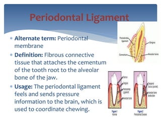  Alternate term: Periodontal
membrane
 Definition: Fibrous connective
tissue that attaches the cementum
of the tooth root to the alveolar
bone of the jaw.
 Usage: The periodontal ligament
feels and sends pressure
information to the brain, which is
used to coordinate chewing.
Periodontal Ligament
 