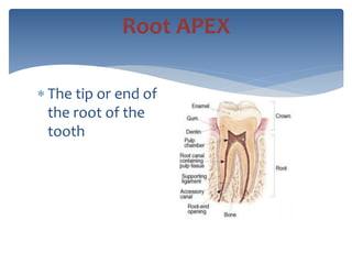  The tip or end of
the root of the
tooth
Root APEX
 