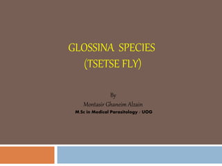 GLOSSINA SPECIES
(TSETSE FLY)
By
Montasir Ghaneim Alzain
M.Sc in Medical Parasitology / UOG
 