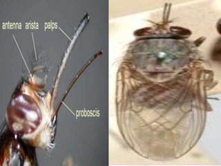 Glossina - tsetse fly | PPT