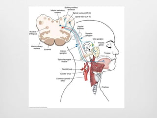 Glossopharyngeal nerve | PPTX