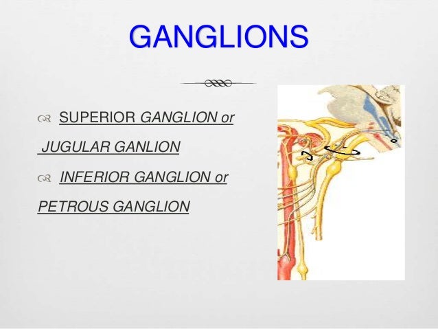 Glossopharyngeal nerve