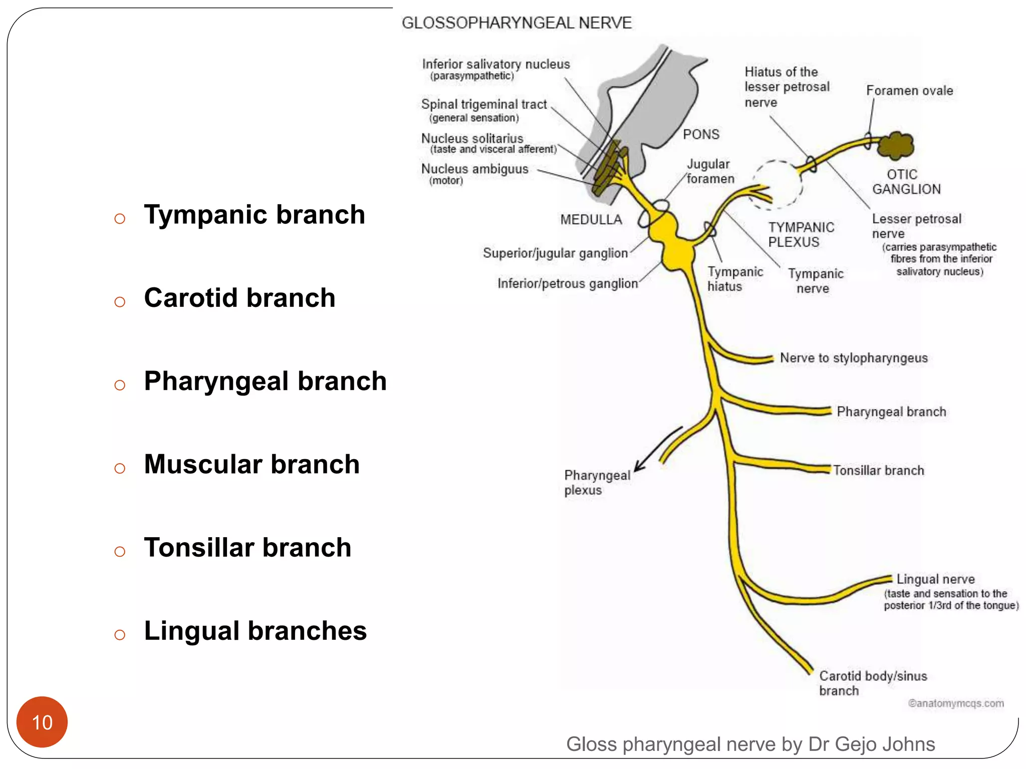 Glossopharyngeal nerve | PPTX