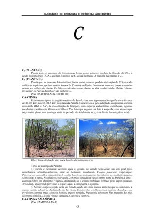 GLOSSÁRIO DE ECOLOGIA E CIÊNCIAS AMBIENTAIS
43
C
C3 (PLANTA C3)
Planta que, no processo de fotossíntese, forma como primeiro produto da fixação do CO2, o
ácido fosfoglicérico (PGA), que tem 3 átomos de C na sua molécula. A maioria das plantas é C3.
C4 (PLANTA C4)
Planta que, no processo fotossíntético, forma como primeiro produto da fixação do CO2, o ácido
málico ou aspártico, que tem quatro átomos de C na sua molécula. Gramíneas tropicais, como a cana-de-
açúcar e o milho, são plantas C4. São consideradas como plantas de alta produtividade. Muitas “plantas
invasoras” ou “ervas daninhas” são também C4.
(Ver HATCH-SLACK, CICLO DE)
CAATINGA
Ecossistema típico da região nordeste do Brasil, com uma representação significativa de cerca
de 40.000 km2
dos 56.584,6 km2
no estado da Paraíba. Caracteriza-se pela adaptação das plantas ao clima
semi-árido (Bsh e Aw’, da classificação de Köppen), com espécies caducifólias, espinhosas, algumas
suculentas (cactáceas) e áfilas (sem folhas). Ver fotos que seguem (na foto à esquerda, com xique-xique
no primeiro plano, uma caatinga ainda no período não totalmente seco; e na direita durante plena seca):
Obs.: fotos obtidas do site: www.biosferadacaatinga.org.br.
Tipos de caatinga da Paraíba:
1) Carirís e curimataú: ocorrem após o agreste, no sentido leste-oeste; são em geral tipos
semelhantes, arbustivo-arbóreos, onde se destacam: mandacarú, Cereus jamacaru; xique-xique,
Pilosocereus gounellei; macambira, Bromelia laciniosa; catingueira, Caesalpinia pyramidalis; jurema,
Mimosa sp; e caroá, Neoglaziovia variegata. 2) Seridó: situada na região centro-norte da Paraíba, é uma
caatinga pobre em elementos vegetais, destacando-se o estrato herbáceo formado pelo capim panasco,
Aristida sp, aparecendo por vezes o xique-xique, a catingueira e a jurema.
3. Sertão: ocupa a região oeste do Estado, sendo de clima menos árido do que as anteriores, é
menos densa, arbustiva, destacando-se: faveleira, Cnidoscolus phyllacanthus; pereiro, Aspidosperma
pyrifolium; jurema preta, Mimosa hostilis; angico monjolo, Piptadenia zehntueri. Nas margens dos rios
ocorrem a oiticica, Licania rigida; carnaúba, Copernica cerifera.
CAATINGA AMAZÔNICA
(Ver CAMPINARANA)
 