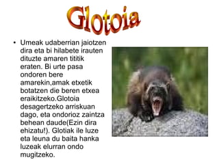 .
● Umeak udaberrian jaiotzen
dira eta bi hilabete irauten
dituzte amaren tititik
eraten. Bi urte pasa
ondoren bere
amarekin,amak etxetik
botatzen die beren etxea
eraikitzeko.Glotoia
desagertzeko arriskuan
dago, eta ondorioz zaintza
behean daude(Ezin dira
ehizatu!). Glotiak ile luze
eta leuna du baita hanka
luzeak elurran ondo
mugitzeko.
 