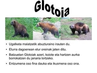 .
● Ugalketa maiatzetik abuzturaino irauten du.
● Elurra dagoenean elur oreinak jaten ditu.
● Batzuetan Glotoiak azeri, koiote eta hartzen aurka
borrokatzen du janaria lortzeko.
● Entzumena oso fina dauka eta ikusmena oso ona.
 