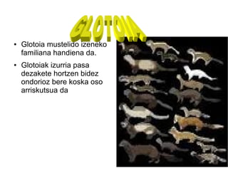 .
● Glotoia mustelido izeneko
familiana handiena da.
● Glotoiak izurria pasa
dezakete hortzen bidez
ondorioz bere koska oso
arriskutsua da
 
