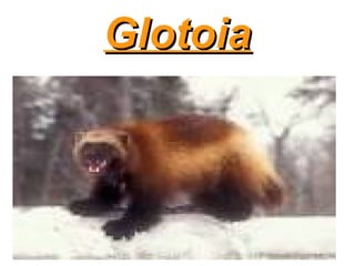 GlotoiaGlotoia
 