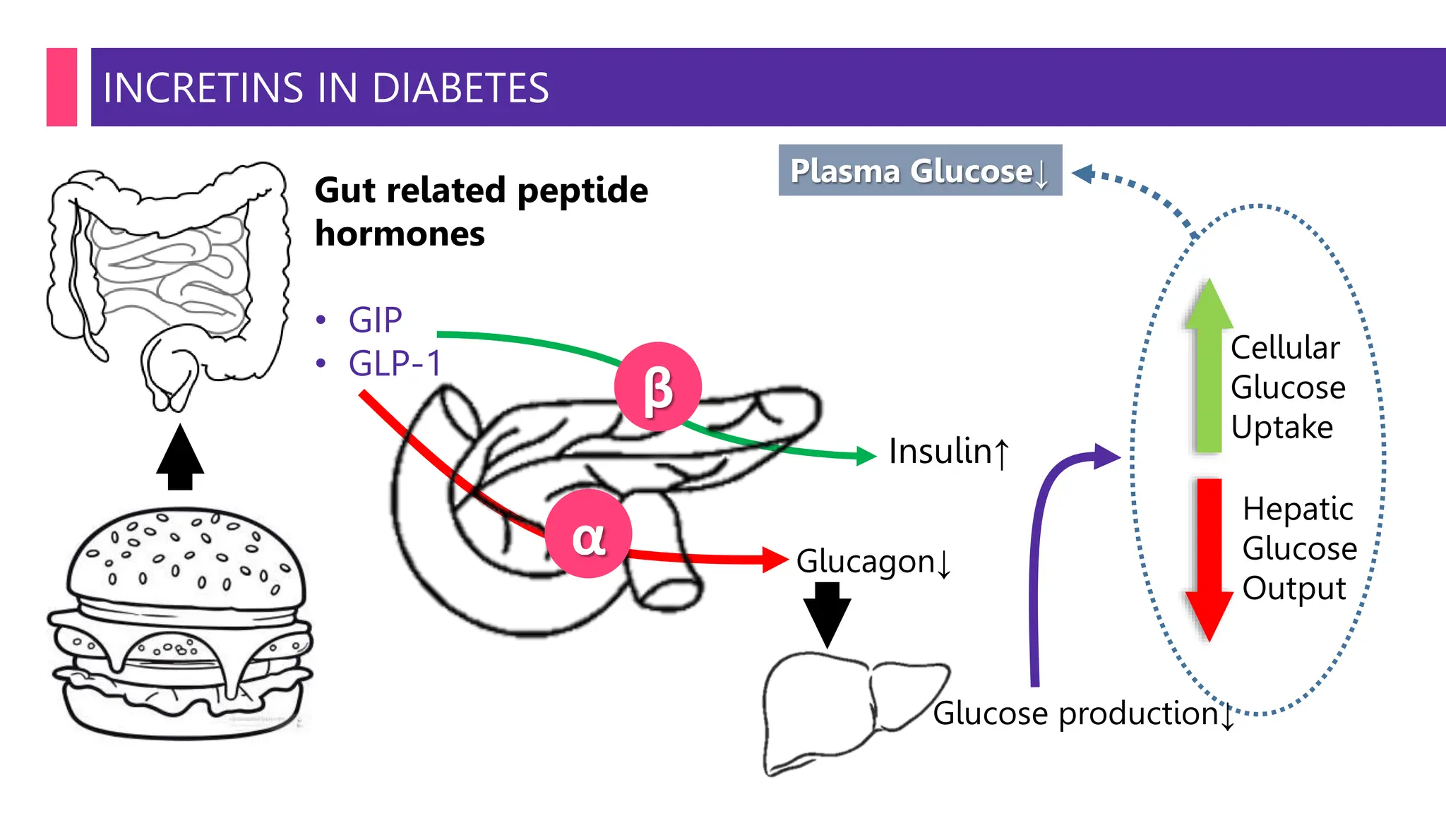 GLP1 ANALOGUES- BEYOND DIABETES.pptx