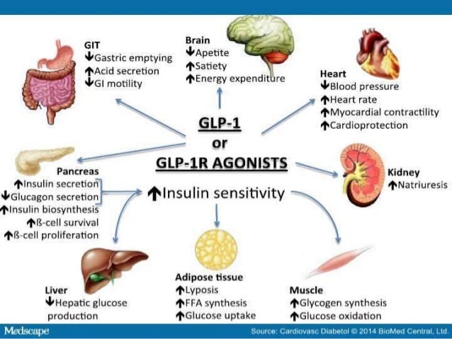 The Role of Insulin Sensitivity on GLP-1s - thrivebetter.com