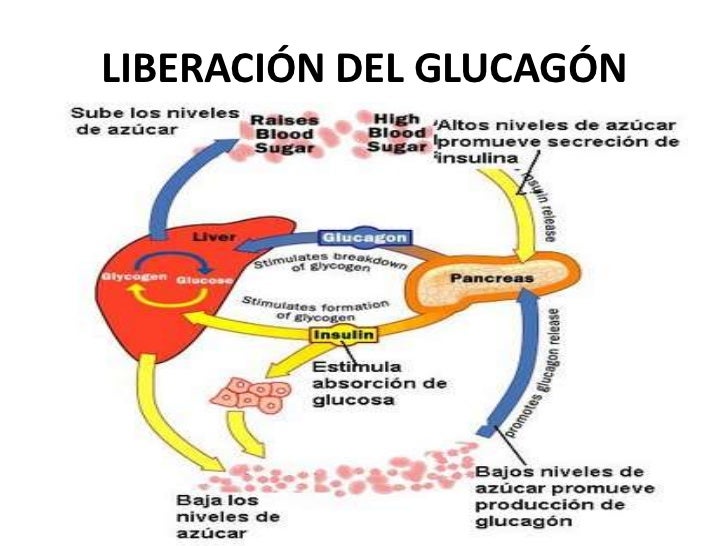 Glucagón Glucagón