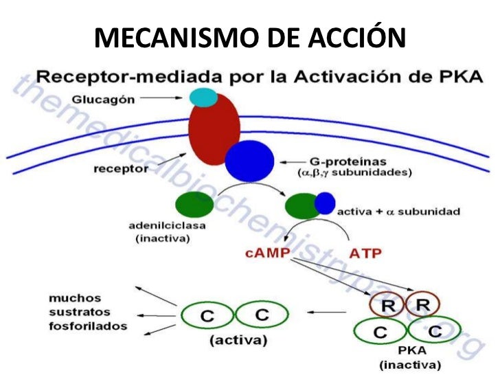 Glucagón Glucagón