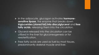  In the adipocyte, glucagon activates hormone-
sensitive lipase, the enzyme that breaks down
triglycerides (stored fat) into diacylglycerol and free
fatty acids, releasing them into the circulation.
 Glycerol released into the circulation can be
utilized in the liver for gluconeogenesis or for
reesterification.
 Free fatty acids are used as fuel by most tissues,
predominantly skeletal muscle and liver.
 