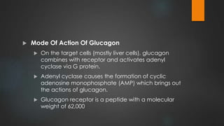  Mode Of Action Of Glucagon
 On the target cells (mostly liver cells), glucagon
combines with receptor and activates adenyl
cyclase via G protein.
 Adenyl cyclase causes the formation of cyclic
adenosine monophosphate (AMP) which brings out
the actions of glucagon.
 Glucagon receptor is a peptide with a molecular
weight of 62,000
 