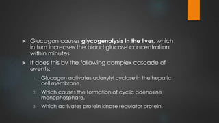  Glucagon causes glycogenolysis in the liver, which
in turn increases the blood glucose concentration
within minutes.
 It does this by the following complex cascade of
events:
1. Glucagon activates adenylyl cyclase in the hepatic
cell membrane,
2. Which causes the formation of cyclic adenosine
monophosphate,
3. Which activates protein kinase regulator protein,
 