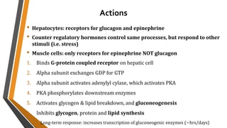 Actions
• Hepatocytes: receptors for glucagon and epinephrine
• Counter regulatory hormones control same processes, but respond to other
stimuli (i.e. stress)
• Muscle cells: only receptors for epinephrine NOT glucagon
1. Binds G-protein coupled receptor on hepatic cell
2. Alpha subunit exchanges GDP for GTP
3. Alpha subunit activates adenylyl cylase, which activates PKA
4. PKA phosphorylates downstream enzymes
5. Activates glycogen & lipid breakdown, and gluconeogenesis
6. Inhibits glycogen, protein and lipid synthesis
Long-term response: increases transcription of gluconeogenic enzymes (~hrs/days)
 