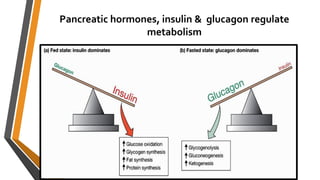 Pancreatic hormones, insulin & glucagon regulate
metabolism
 