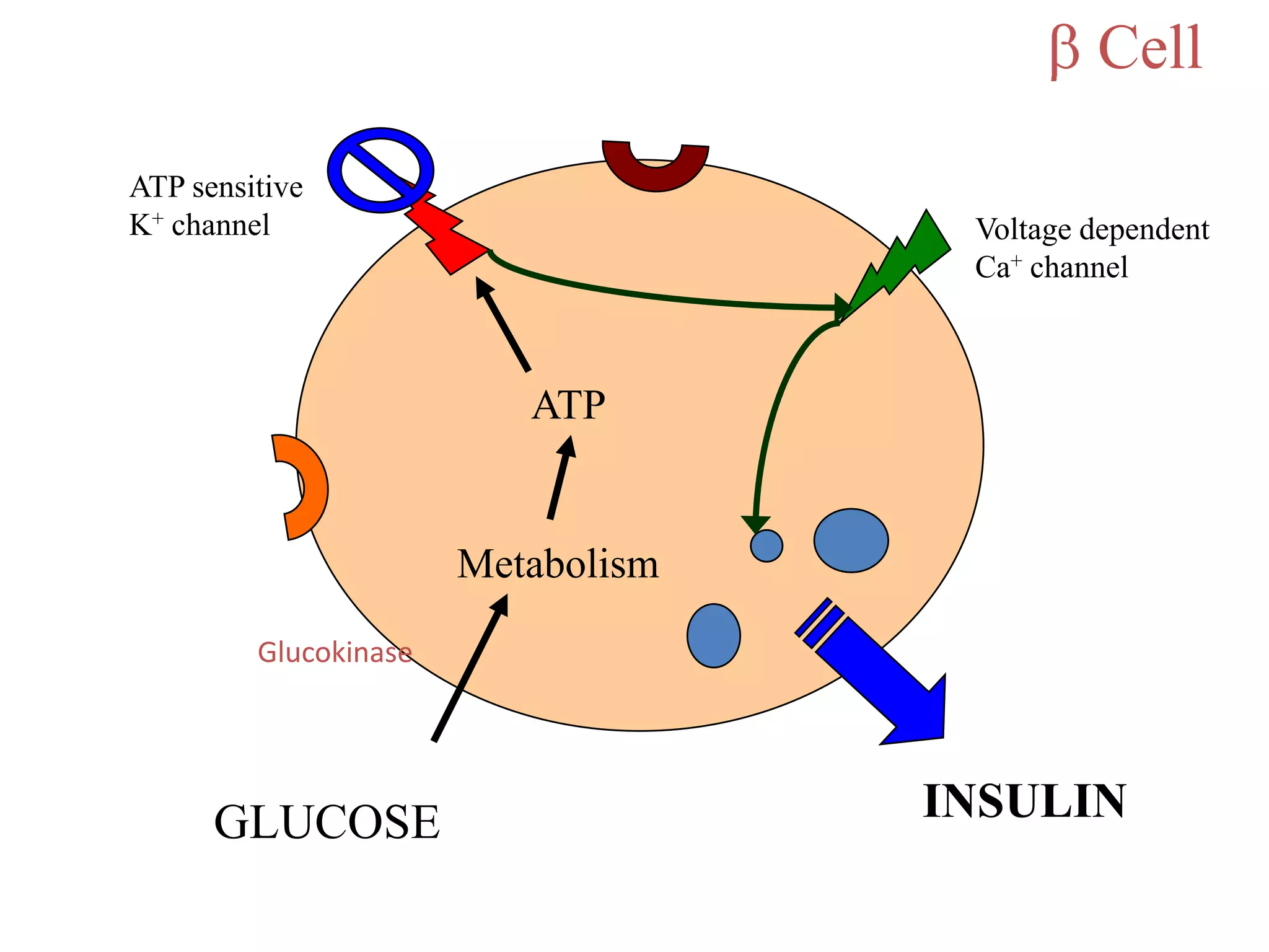 Cell

ATP sensitive
K+ channel                           Voltage dependent
                                     Ca+ channel



                          ATP


                       Metabolism

         Glucokinase




      GLUCOSE                       INSULIN
 